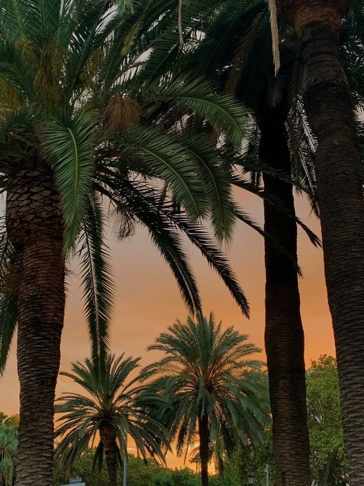 Palm trees against a warm sunset sky.